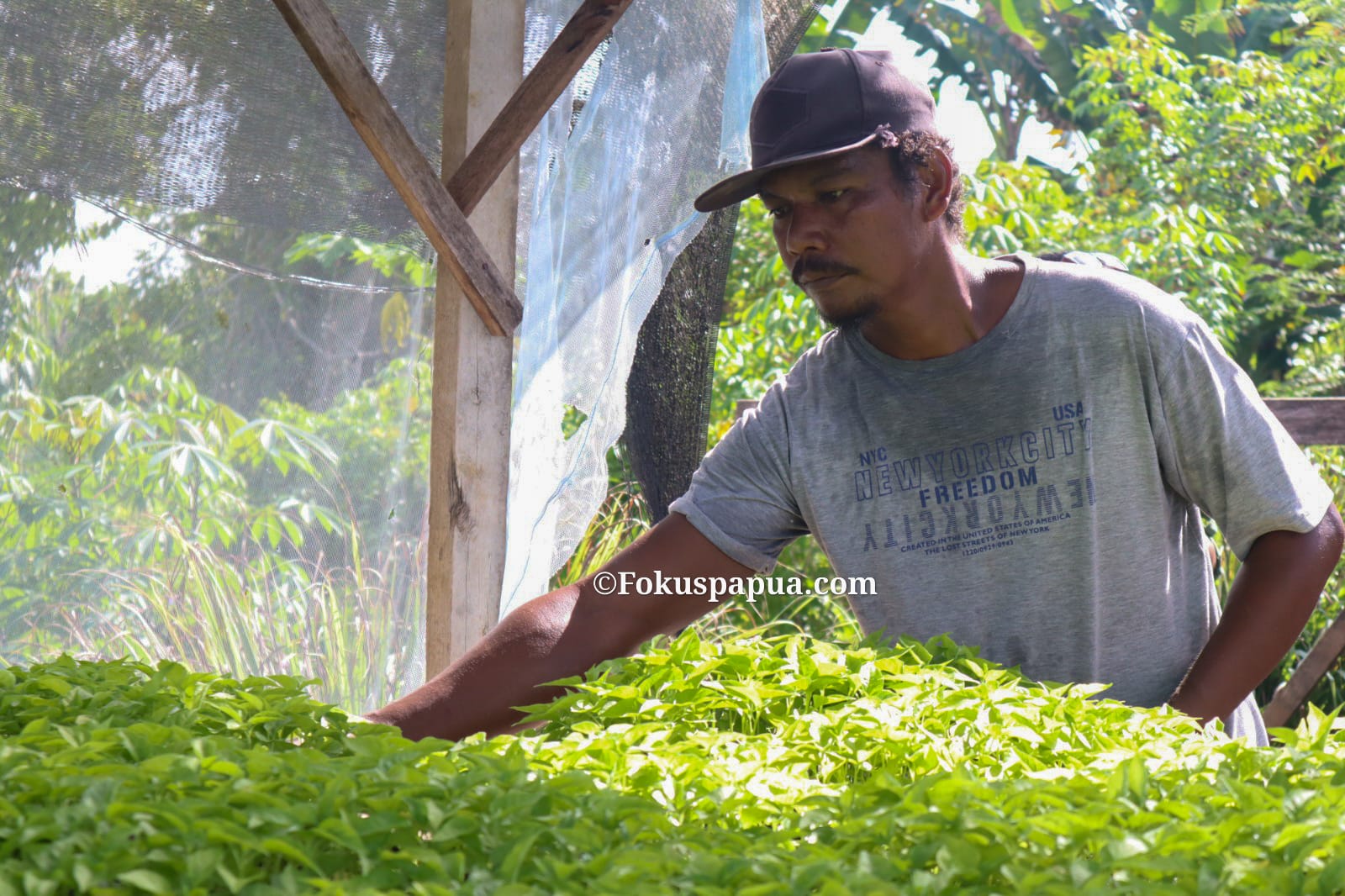 Strategi BI Papua Mengubah Komoditas Impor Pemicu Inflasi Menjadi Kekuatan Lokal