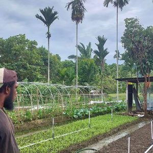 Program Electrifying Agriculture yang digagas PT PLN (Persero) Unit Induk Pembangunan Maluku dan Papua (UIP MPA)