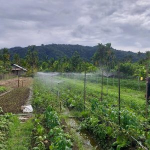 Dorong Kemandirian Pangan, PLN UIP MPA Berdayakan Petani Papua Lewat Program Electrifying Agriculture