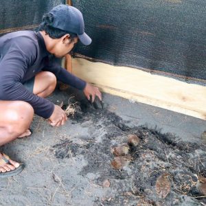 Dari Pesisir Halmahera, Harapan Burung Mamoa Tumbuh Bersama Masyarakat dan PLN