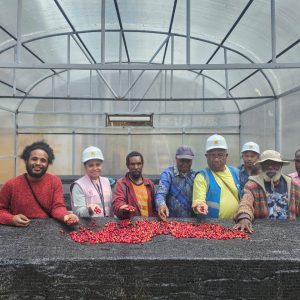 Dari Pegunungan Papua, Aroma Kopi Tiom Tembus Pasar Nasional Lewat Program PLN Peduli