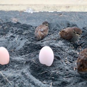 Di Balik Setiap Telur Mamoa yang Menetas, Tumbuh Masa Depan Baru Desa Mamuya