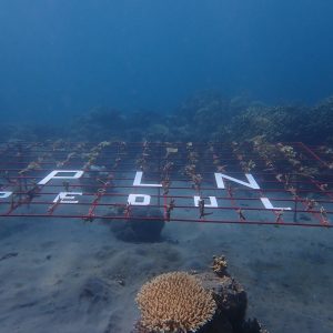 Semangat Kemerdekaan, PLN Peduli Dorong Pemulihan Terumbu Karang di Perairan Mamuya